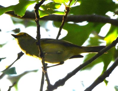 DSC_7445b.jpg