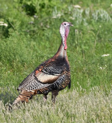 As we got back on the main road heading west from the education center, we saw this Wild Turkey glistening in the afternoon sunlight.