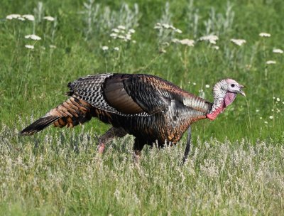 Wild Turkey
