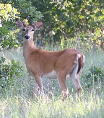 Young male White-tailed Deer along the road as we drove west
