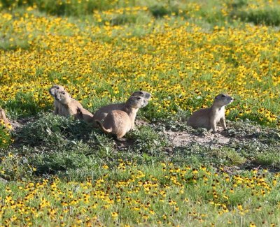 We stopped at the Prairie Dog Town to watch them for a while.