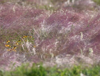 Purple grass blowing in the wind