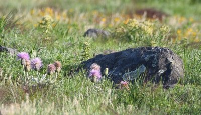We found a few thistles blooming.