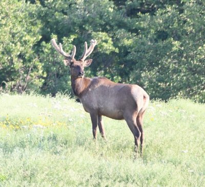 When we see cars stopped along the road, we know there's something to see; this time it was three elk grazing on the south side of the road.