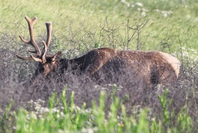 DSC_7520b.jpg