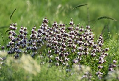 Another big stand of monarda blooming