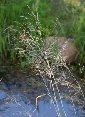 We drove to French Lake; there were some dried grasses swaying in the wind along the creek.