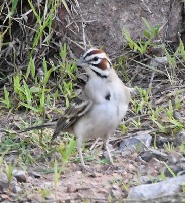 The photographer's dilemma: There were two birds and I chose to shoot this Lark Sparrow instead of the Blue Grosbeak that was gone when I turned back to look for it.