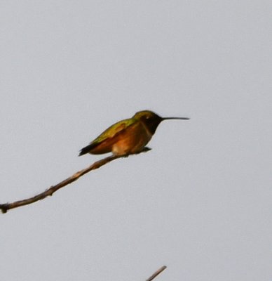 Black-chinned Hummingbird, on a tall snag across the bridge from the parking lot--same place we saw one the last time we were here