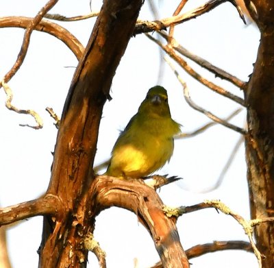 Female Painted Bunting