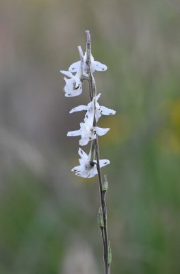 White wildflower
