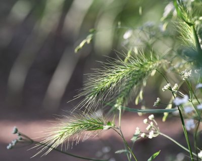 Seed heads of grass along the trail