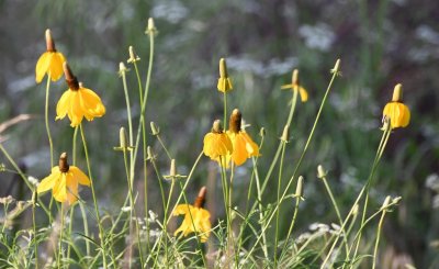 DSC_7583b.jpg