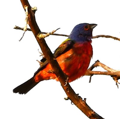 Male Painted Bunting