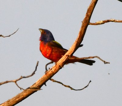 DSC_7597b.jpg