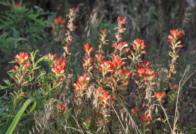 Indian Paintbrush