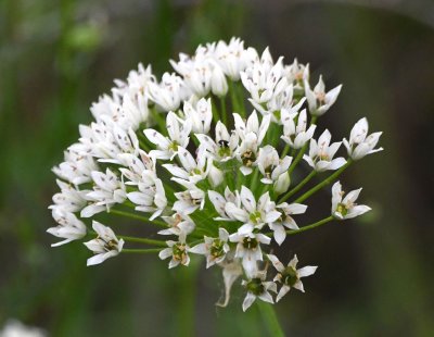 White wildflower