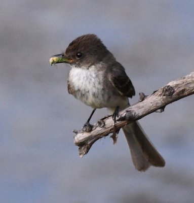 Eastern Phoebe, along the water below the dam with a bug