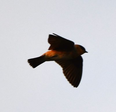 Cave Swallow