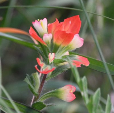 Indian Paintbrush
