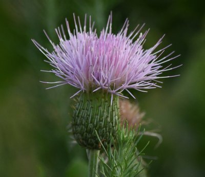 DSC_7645b.jpg