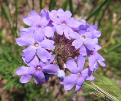 Close-up of the verbena flower
