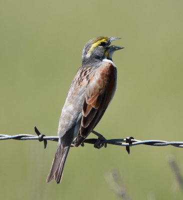 We took Lou Truex's suggestion and turned south from Highway 5 at Hamm's Ville to look for birds. We found many Dickcissels along the county roads.