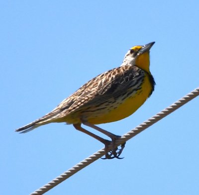 Eastern Meadowlark, on a power line