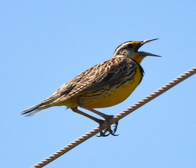 Eastern Meadowlark, singing
