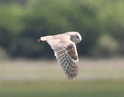 We may have gone a mile farther south than we meant to, but we came to a barn that held a Barn Owl. The owl flew to a tree north of the barn and then flew back at an angle that allowed me to get a few photos.