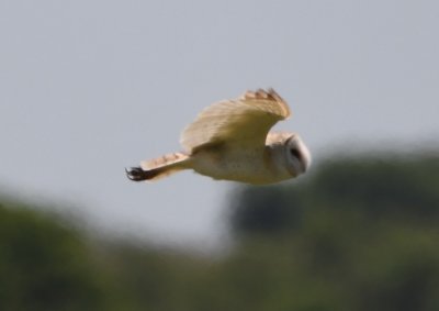 First-of-year Barn Owl