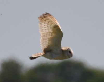 Barn Owl, in flight