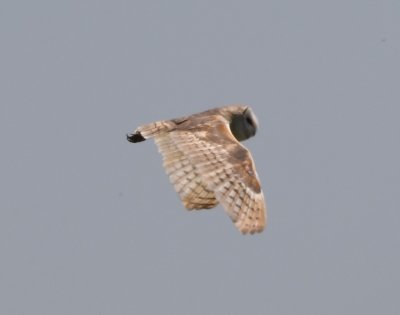 Barn Owl, south of Hamm's Ville, OK