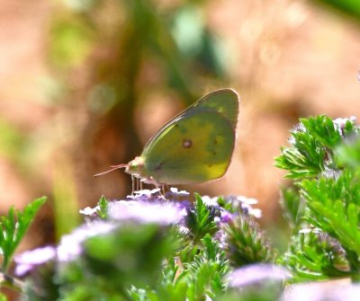 Sulphur butterfly, on wild verbena