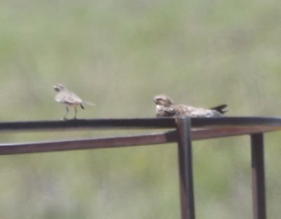 We followed GPS directions, which took us along gravel roads S of Highway 5 as we made our way to Hackberry Flat WMA, so we saw several bird species we might not have seen had we gone back to the main highway, for example, this Common Nighthawk next to a Lark Sparrow, on a hay frame. 
