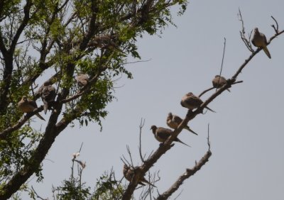 In a nearby tree, there was a large group of Mourning Doves.