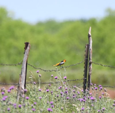 A little farther down the same county road, we spied this bright male Bulluck's Oriole.
Another FOY bird