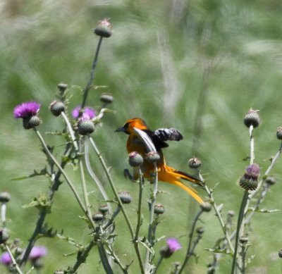 The Bullock's Oriole was enjoying the thistles along the road.