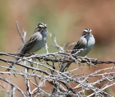 Lark Sparrows