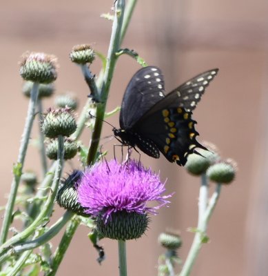 Swallowtail butterfly, on thistle