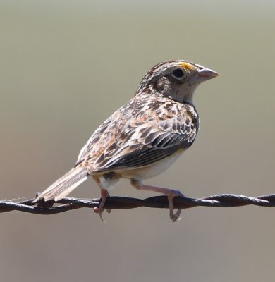 Grasshopper Sparrow
Another FOY bird