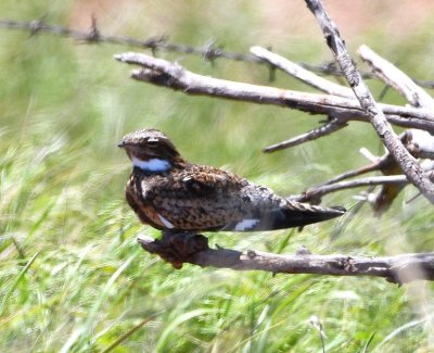 Common Nighthawk, on a short snag at the side of the road