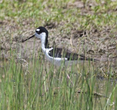 The GPS finally got us into the E side of the wildlife management area and we stopped at a flooded field to get closer to birds on the water, including this Black-necked Stilt.