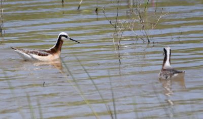 There were several groups of Wilson's Phalaropes in the water.