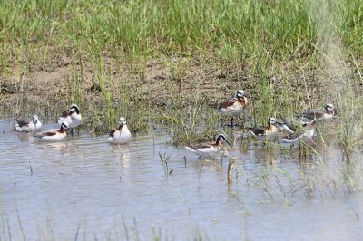 Male (plainer, grayer) and female (more colorful) Wilson's Phalaropes