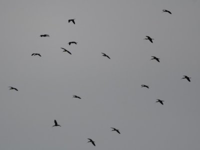 A large group of dark ibis flew into the nearby field.