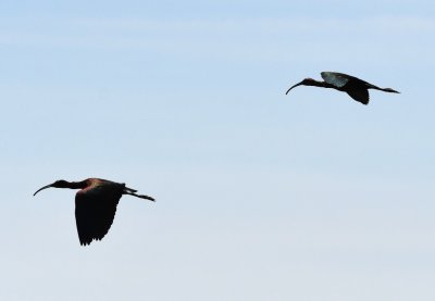Dark ibis--all the ones we got close enough ID were White-faced Ibis