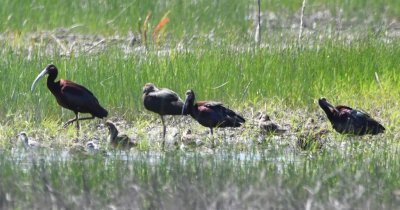 Dark ibis and other birds in a flooded field