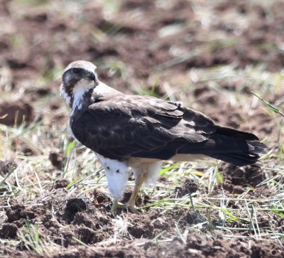The WMA manager and another fellow were plowing fields and probably stirring up lots of rodents, because there were several Swainson's Hawks, young and adult, in and over the fields.