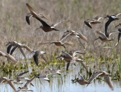 Wilson's Phalaropes, Long-billed Dowitchers, and a Hudsonian Godwit (white rump, up-turned, two-toned bill), in flight